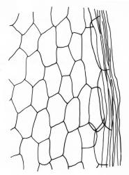 Fissidens dealbatus, laminal cells, margin of dorsal lamina. Drawn from C.R. Spragg 93, AK 291813.
 Image: R.C. Wagstaff © Landcare Research 2014 